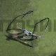 T2924 Увеличительное стекло с зажимом для очков MG19156 (200шт/к)